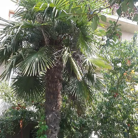 In 普里莫尔斯科