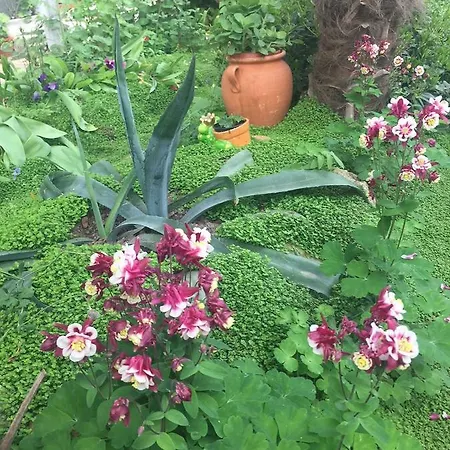 In * 普里莫尔斯科